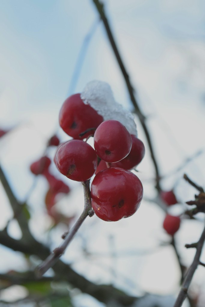 #winter2017 #roscommoncastle #berries #snow