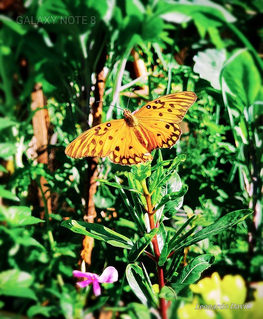 contrast, Butterfly