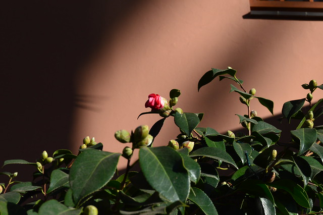 Camellia japonica L.