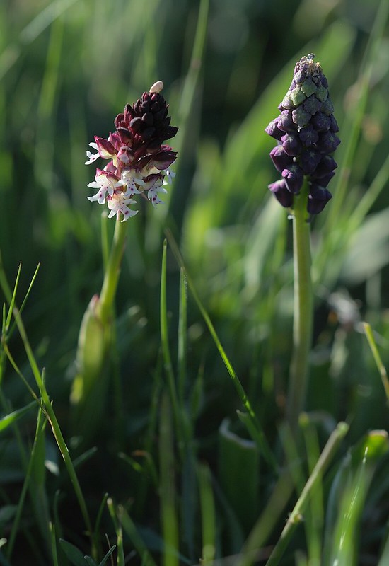 20170410-200F | Brand-Knabenkraut (Neotinea ustulata) und Übersehene Traubenhyazinthe (Muscari neglectum) bei Borgo Celano. Apulien, 10.04.2017