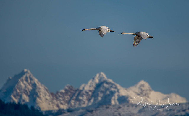 Two Geese a Flying...