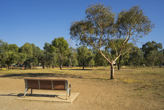 Park bench before gum tree