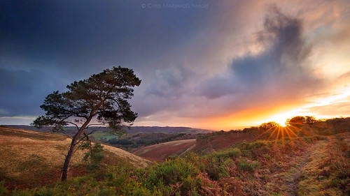 The Bowing Pine (Explore) | The Bowing Pine The moody ...