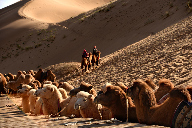 Camels 駱駝