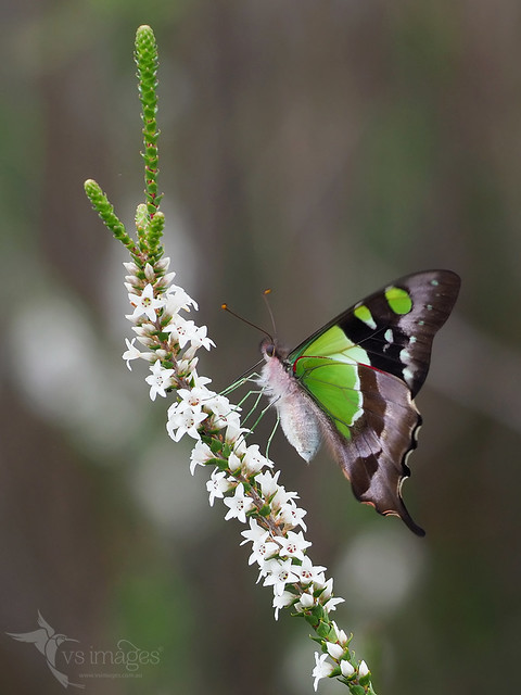 Macleay's Swallowtail