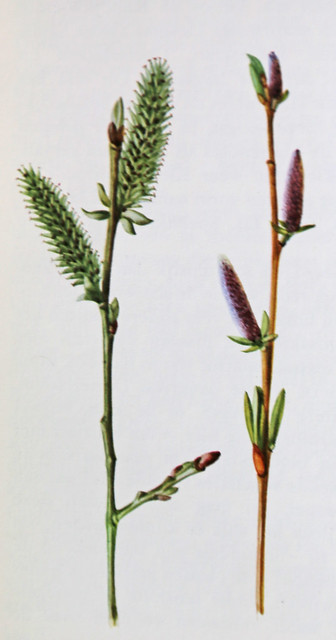 Bittere wilg / Purple Willow / Salix purpourea