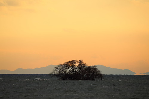 滋賀県 琵琶湖 湖北 長浜市 日本 風景 日没 自然 nature landscape japan japon lakebiwa water sunset sky winter tree dusk lake