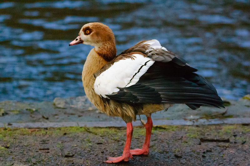 Egyptian goose, holding wings slightly raised