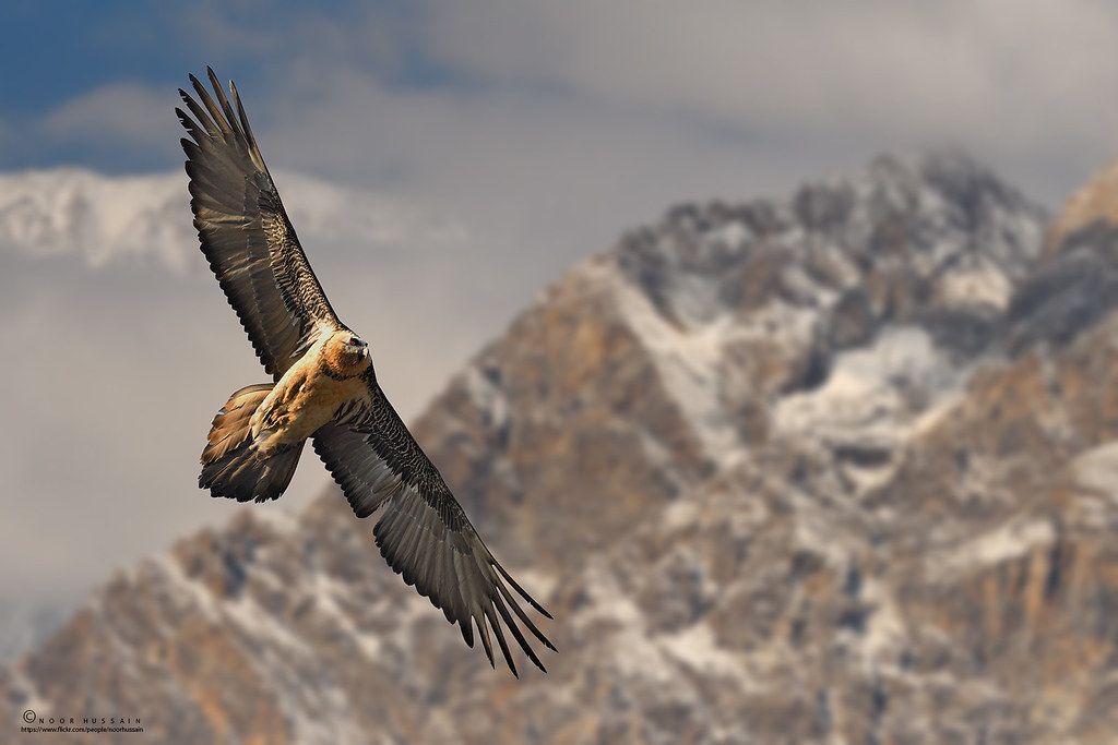 Bearded Vulture flying -  largest wingspan birds in the world