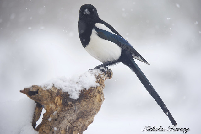 Magpie enduring the snow