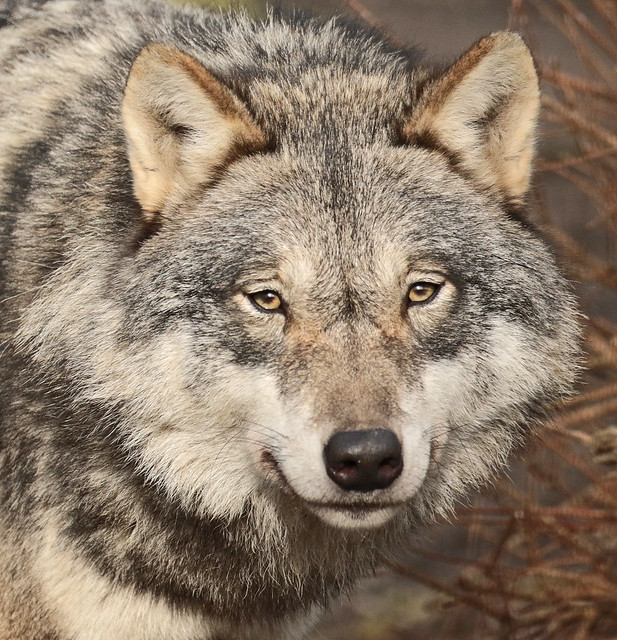 european wolf  Hoenderdaell BB2A4173