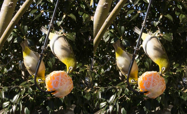 Zosterops japonicus, stereo parallel view