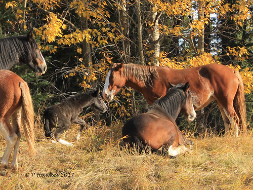 Wild Horses | by pamfromcalgary