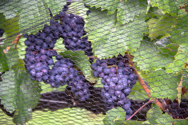 Grapes at Ceres Vineyard