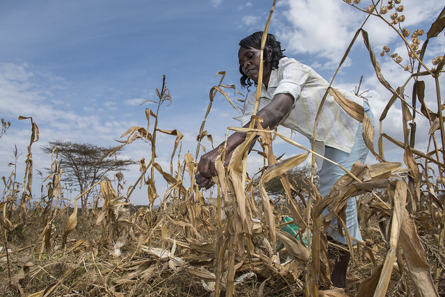 Field assistant Miriam Ndinda harvesting maize cobs at KALRO Katumani Research Station in Machakos