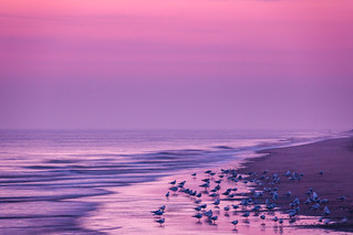Birds on the shoreline at sunrise