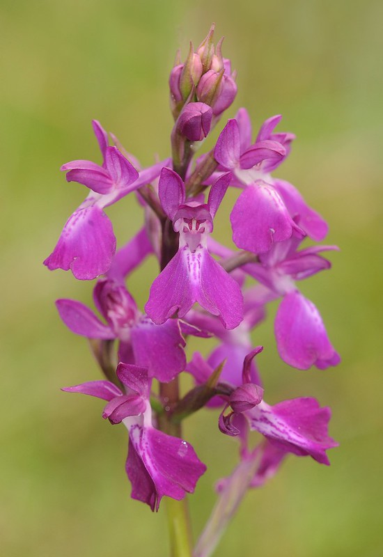 20170417-045F | Hybride Lockerblütiges × Sumpf-Knabenkraut (Anacamptis laxiflora × palustris = A. × intermedia) bei Torre Rinalda. Apulien, 17.04.2017
