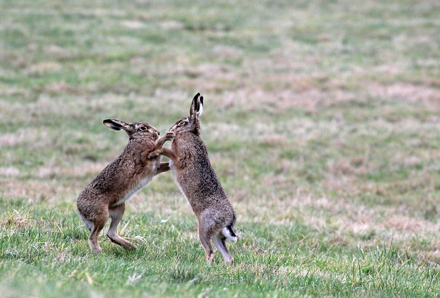 January Boxing Hares!