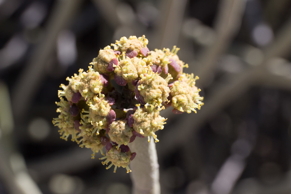 Euphorbia damarana-1285