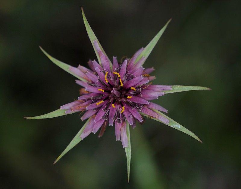20170418-077F | Haferwurzel (Tragopogon porrifolius) bei Martina Franca. Apulien, 18.04.2017
