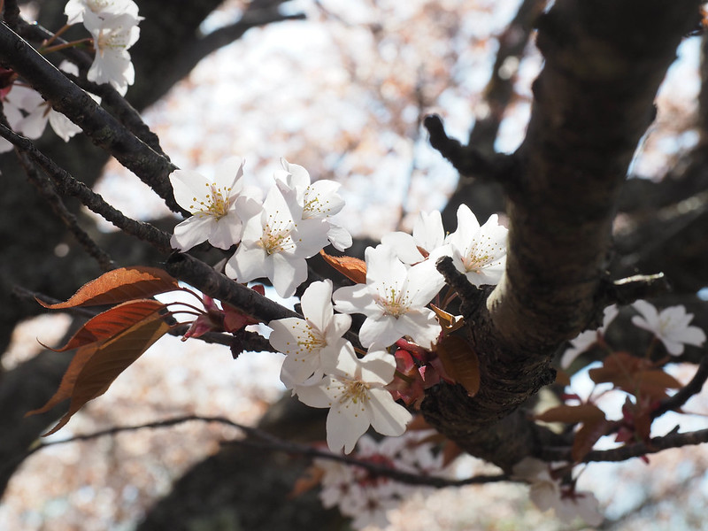 棒ノ峰の桜