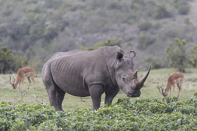 Rhino View