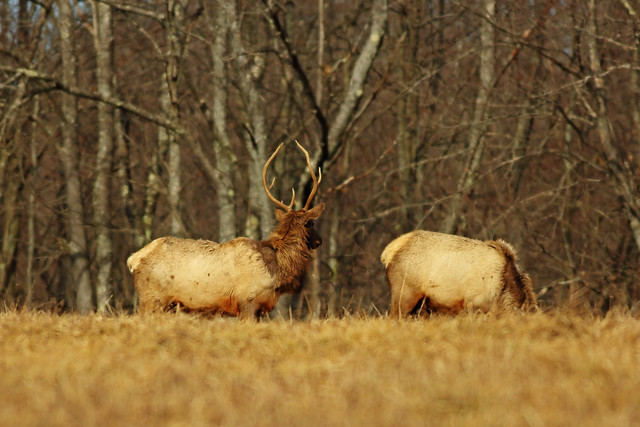 Elk Country: Antlers