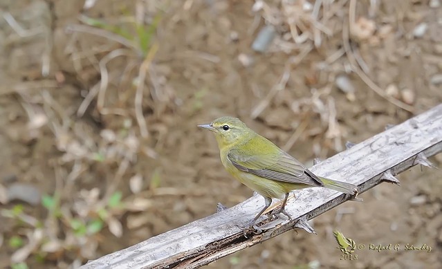 Tennessee warbler - Paruline obscure - Reinita de Tennessee - Oreothlypis peregrina