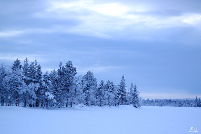Snow landscape of Lapland, Finland / Paysage enneigé de Laponie, Finlande
