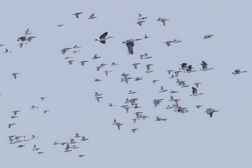 mallard northernpintail canadagoose fernaldpreserve flight flock ross ohio hamiltoncounty