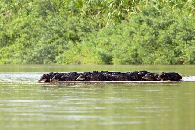 White-lipped Peccaries Herd Crossing River