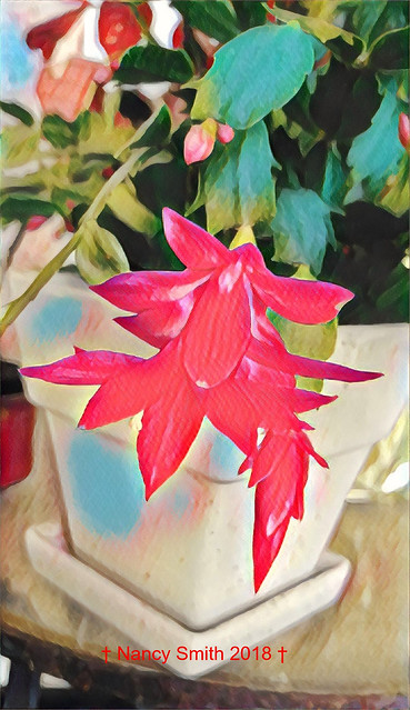 First bloom on my Christmas Cactus! Dozens more coming!