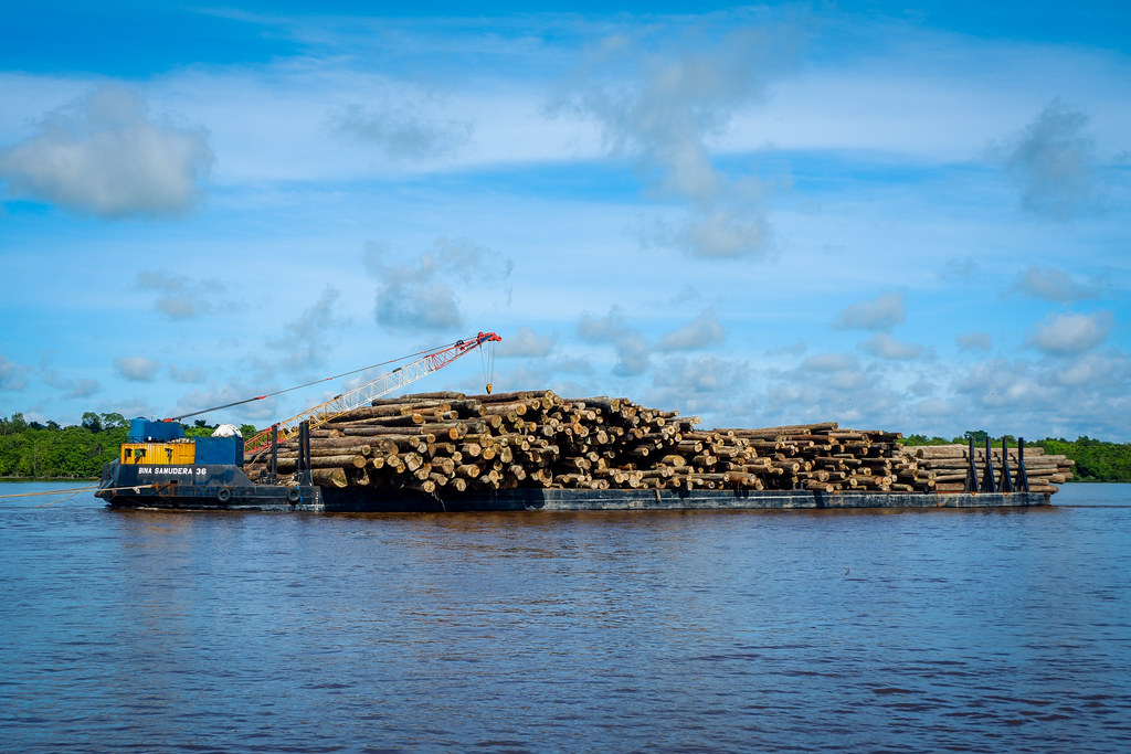 Dozen of logs is transported to the next stop through Katingan river, Central Kalimantan.