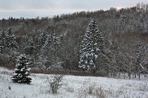 ladyfane pei canada woods forest winter snow trees