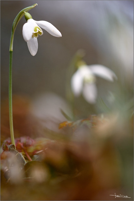 The magical world of the snowdrops.