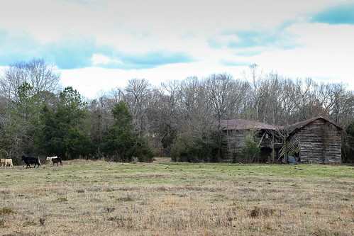 canon 6d 24105mml lens greenville southcarolina upstate rural country roads barn building shed rustic vanishing vintage pastoral disappearing antique southern scenic landscape fence pasture cows cattle southernlife america usa southeast decay abandoned