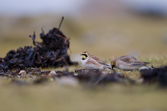 Eremophila alpestris | Horned Lark | berglärka