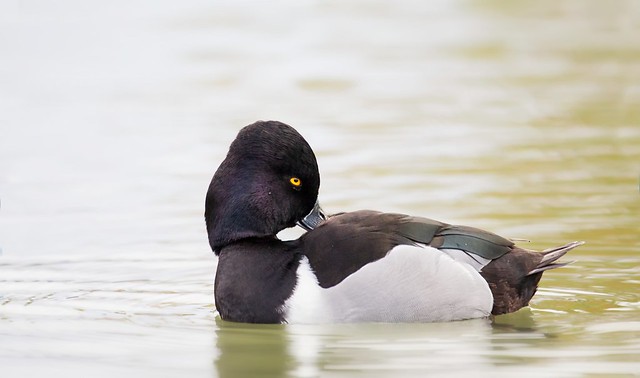 Ring-necked duck male