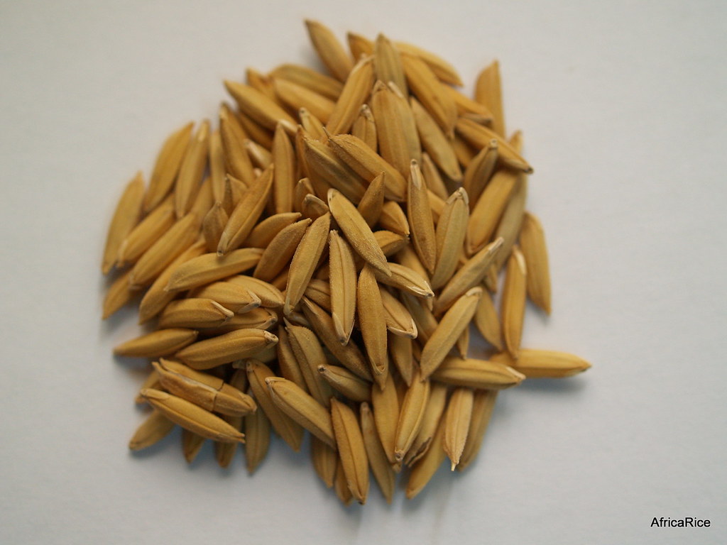ARICA 1 | ARICA – Advanced Rice Varieties for Africa ARICA 1… | Flickr