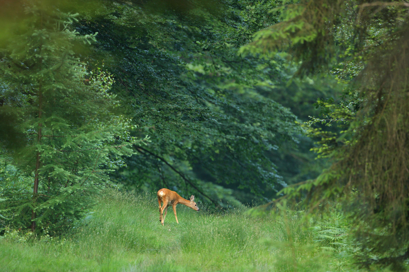 Roe deer in Forest Glade