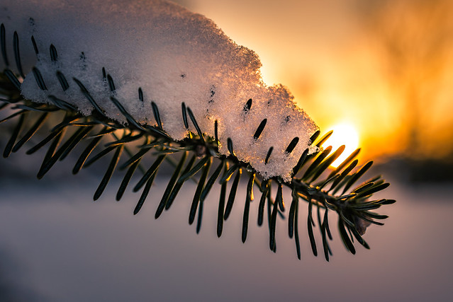 Sunset Snowy Pine