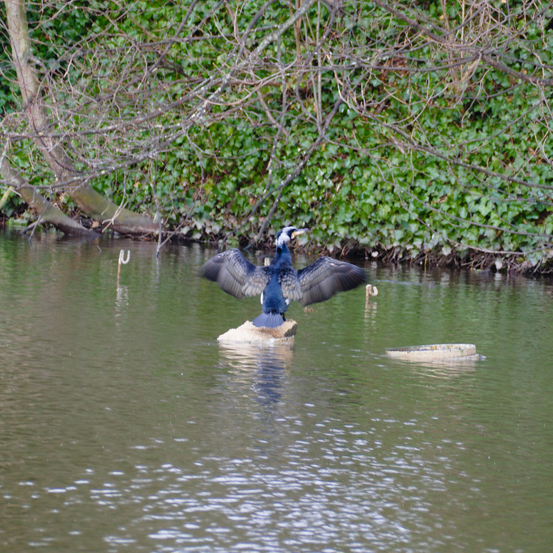 Cormorant, Minster Pool, Lichfield