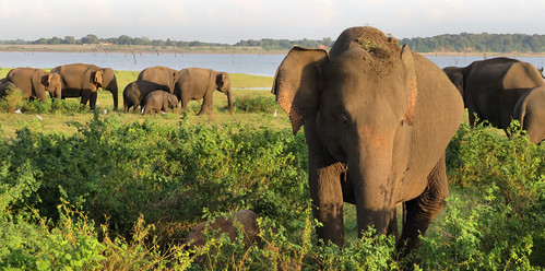 kaudullanationalpark elephants wildelephant olifanten srilanka