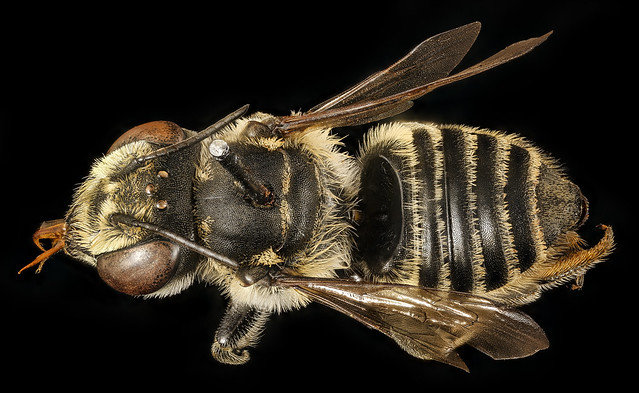 Megachile petulans, f, back, Charleston Co., SC_2017-04-07-18.43.59 ZS PMax UDR