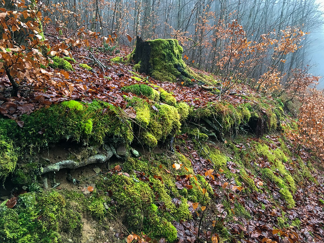 the mossy forest