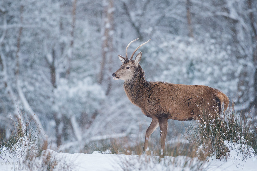 Young Red deer stag in winter scenery