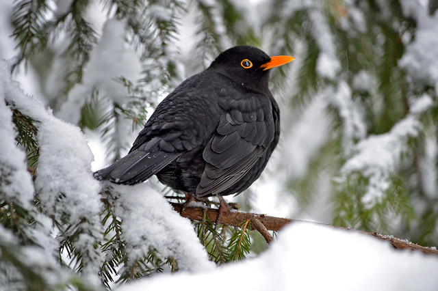 It was snowy 6 days ago 19.1.2018. ⛄ (snow was only 5 days this winter). It's raining now and the snow melted away. Blackbird (male) on the tree in my backyard. Crazy #winter in #Finland.