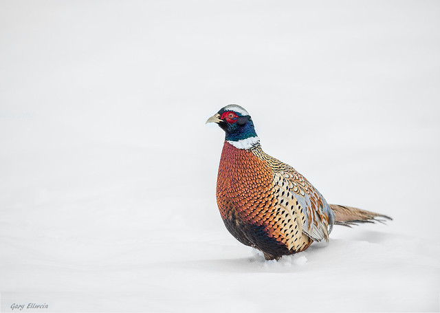 RING-NECKED PHEASANT IN WINTER
