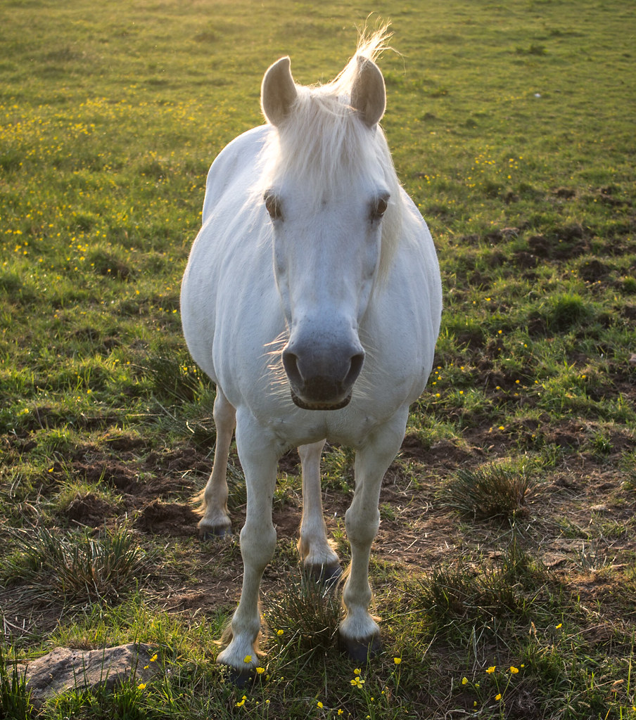 Baby Unicorn | The national animal of Scotland is the Unicor… | Flickr