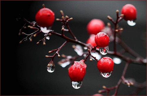 Drops  (Snow morning) | by Takako off